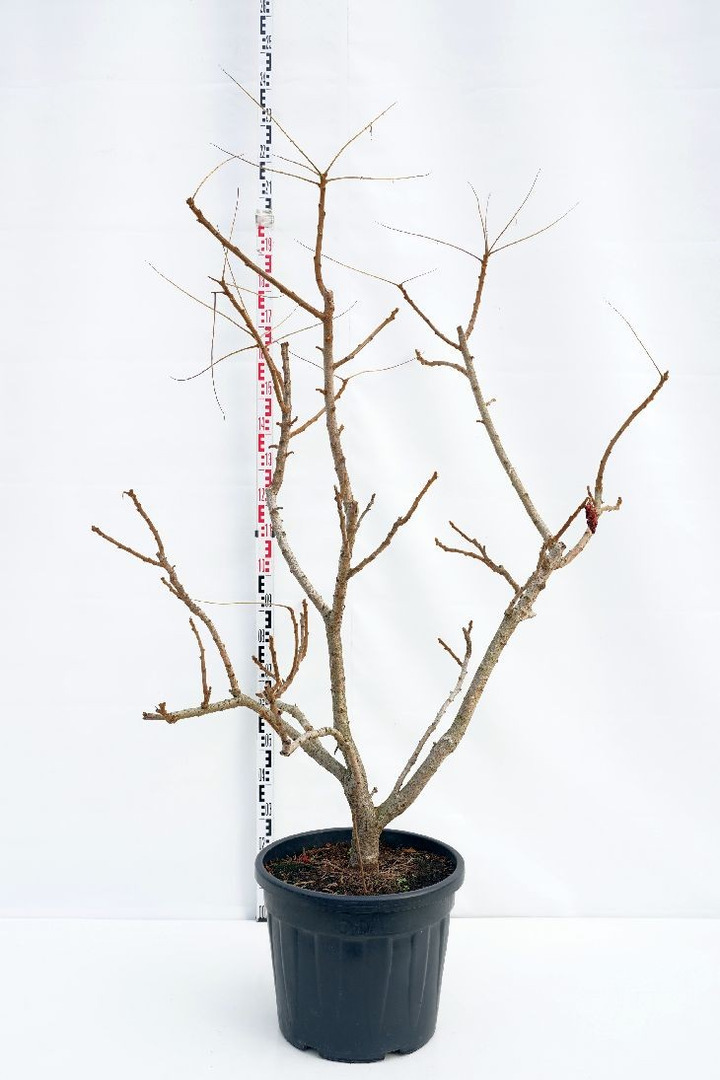 Žagrenis rūgštusis (Lot Rhus typhina) 'Dissecta' C55 125-150 CM-ŽAGRENIAI-MEDŽIAI