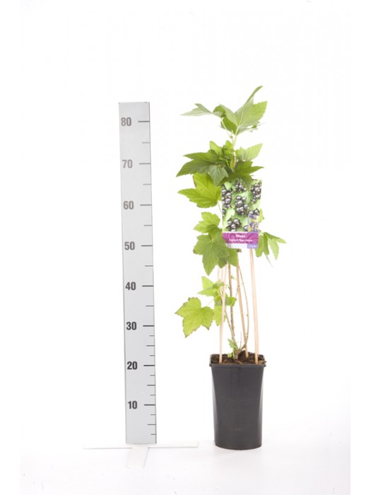 Serbentas juodasis (Lot Ribes nigr.) 'Ben Nevis' C2,5 70 CM 4 ST(SP)-SERBENTAI-VAISMEDŽIAI - VAISKRŪMIAI