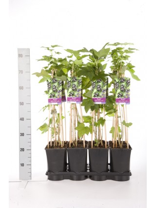 Serbentas juodasis (Lot Ribes nigr.) 'Ben Nevis' C2,5 70 CM 4 ST(SP)-SERBENTAI-VAISMEDŽIAI - VAISKRŪMIAI
