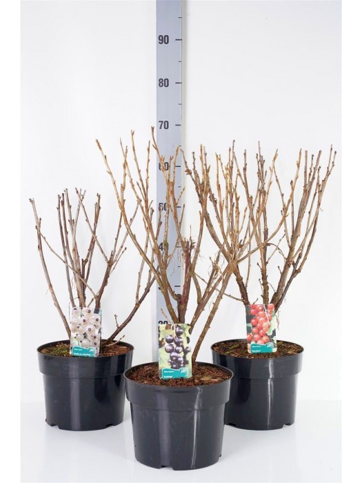 Serbentas juodasis (Lot Ribes nigr.) 'Ojebyn' C7,5/P26 30-40 CM-SERBENTAI-VAISMEDŽIAI - VAISKRŪMIAI