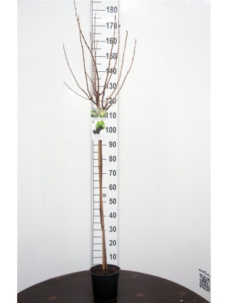Serbentas juodasis (Lot Ribes r.) 'Jonkheer van Tets' C3/P19 KOTAS 90 CM-SERBENTAI-VAISMEDŽIAI - VAISKRŪMIAI