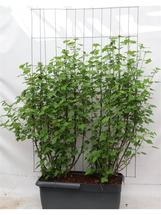 Serbentas juodasis (Lot Ribes r.) 'Jonkheer van Tets' C90 SCREEN 180 CM (H) x 120 CM (W)-SERBENTAI-VAISMEDŽIAI -