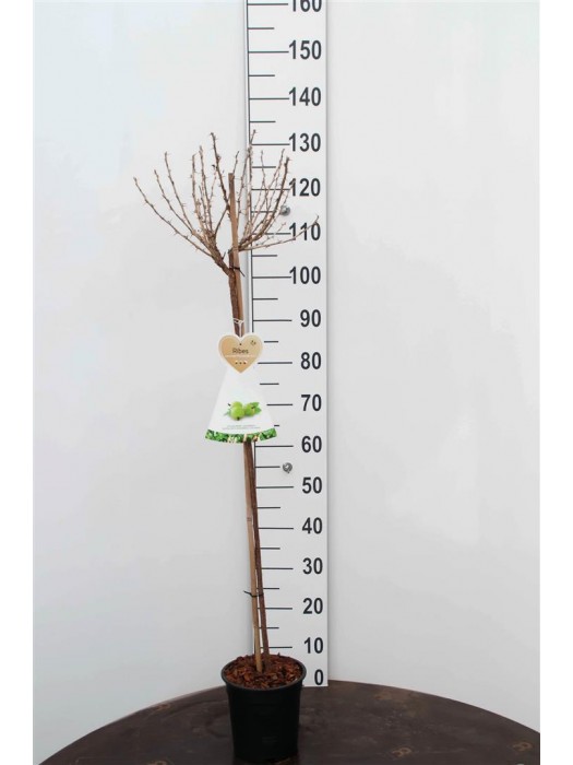 Serbentas u.-c. Hinnonmaki Gron (Lot Ribes u.-c. Hinnonmaki Gron) C3/P19 KOTAS 90 CM-SERBENTAI-VAISMEDŽIAI - VAISKRŪMIAI