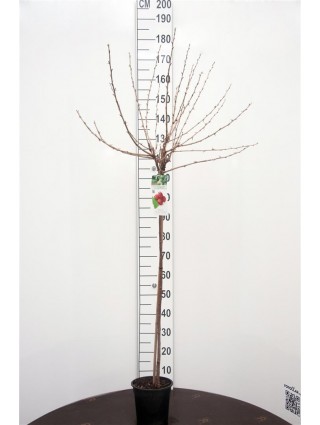 Serbentas u.-c. Hinnonmaki Rod (Lot Ribes u.-c. Hinnonmaki Rod) C3/P19 KOTAS 90 CM-SERBENTAI-VAISMEDŽIAI - VAISKRŪMIAI
