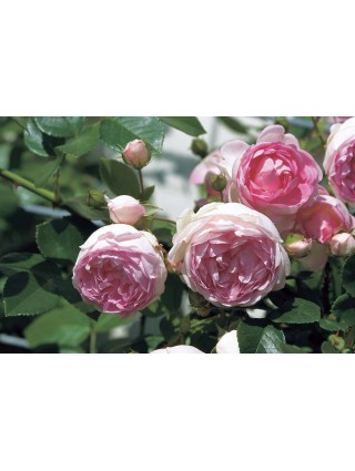 Rožė (Lot Rosa) 'Jasmina' C5/P23-ROŽĖS-KRŪMAI