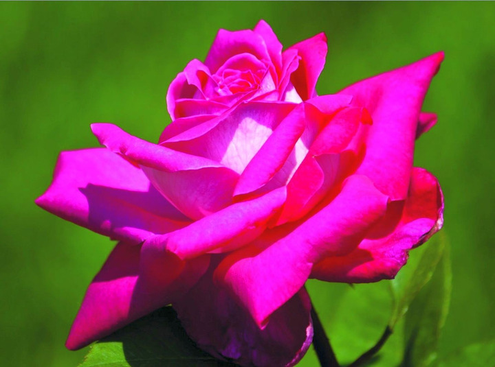 Rožė (T) (Lot Rosa (T)) 'Acapella' C3/P19 (PDN)-ROŽĖS-KRŪMAI