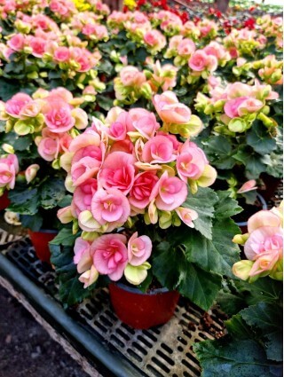 Begonia Smulkežiedė "ROMANCE"-BEGONIJOS-VIENMETĖS GĖLĖS