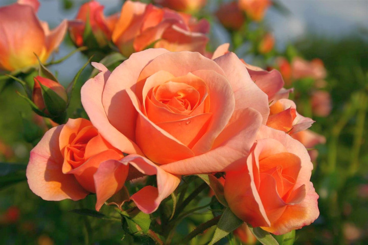 Rožė (Lot Rosa) 'Aprikola' C7,5/P26 KOTAS 70 CM-ROŽĖS-KRŪMAI
