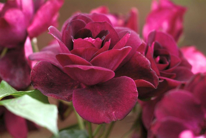 Rožė (F) (Lot Rosa (F)) 'Burgundy Ice' C5/P23-ROŽĖS-KRŪMAI
