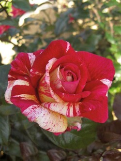 Rožė (T) (Lot Rosa (T)) 'Broceliande' C5/P23-ROŽĖS-KRŪMAI