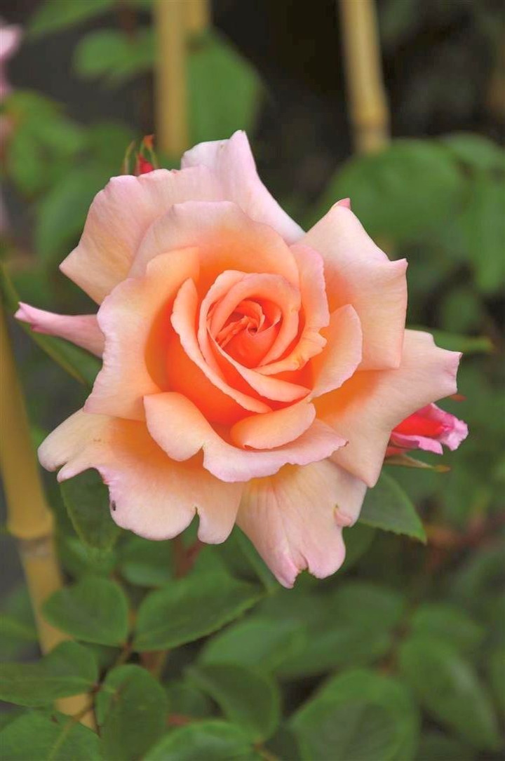 Rožė (K) (Lot Rosa (K)) 'Compassion' C5/P23-ROŽĖS-KRŪMAI