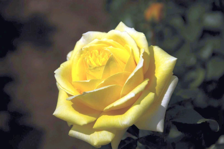 Rožė (Lot Rosa) 'Diamonds Forever' C7,5/P26 KOTAS 70 CM PDN-ROŽĖS-KRŪMAI