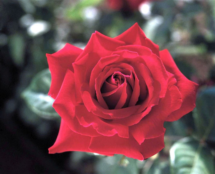 Rožė (T) (Lot Rosa (T)) 'Duftfestival' C7,5/P26 KOTAS 70 CM PDN-ROŽĖS-KRŪMAI