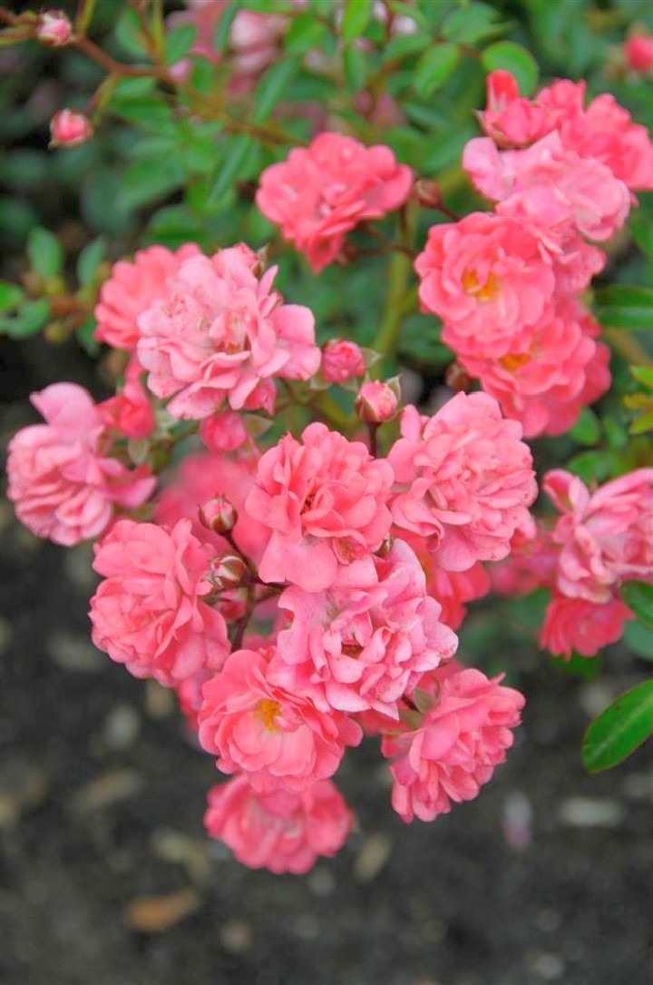 Rožė (PA) s. (Lot Rosa (PA) s.'Fairy Princess') 'Fairy Princess' C7,5/P26 KOTAS 70 CM-ROŽĖS-KRŪMAI