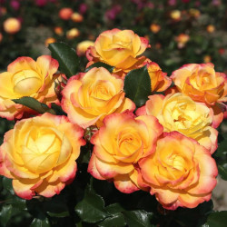 Rožė (T) (Lot Rosa (T)) 'Flaming Star' C5/P23-ROŽĖS-KRŪMAI