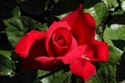 Rožė (Lot Rosa) 'Grande Amore' C5/P23-ROŽĖS-KRŪMAI