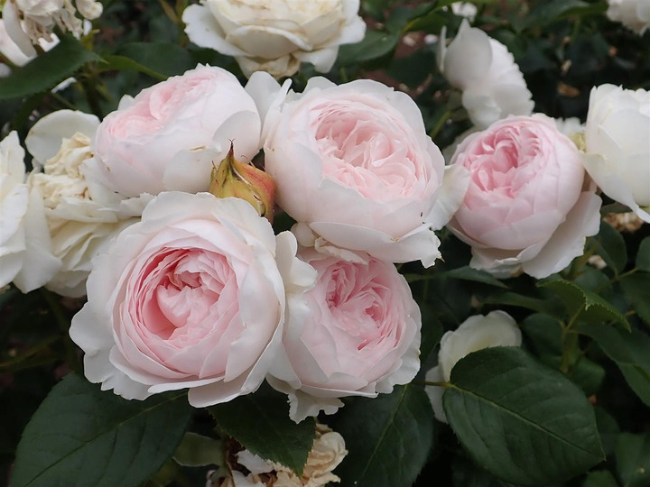 Rožė (F) (Lot Rosa (F)) 'Herzogin Christiana' C7,5/P26 KOTAS 90 CM-ROŽĖS-KRŪMAI