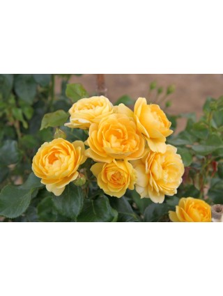Rožė (F) (Lot Rosa (F)) 'Indiane' C5/P23-ROŽĖS-KRŪMAI