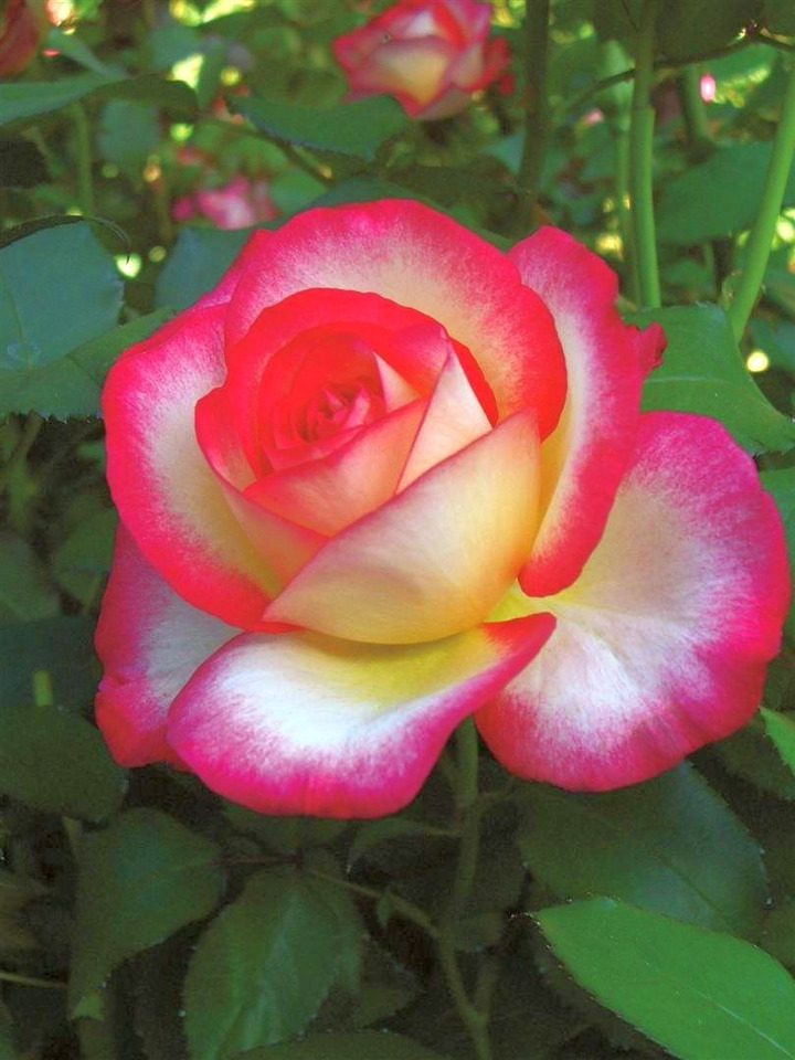 Rožė (T) (Lot Rosa (T)) 'Leo Ferre' C5/P23-ROŽĖS-KRŪMAI