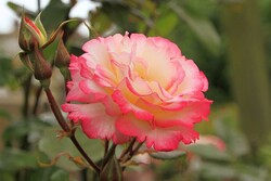 Rožė (K) (Lot Rosa (K)) 'Libretto' C3/P19-ROŽĖS-KRŪMAI