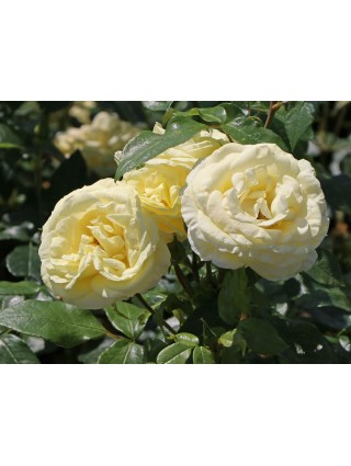 Rožė (T) (Lot Rosa (T)) 'Limona' C5/P23-ROŽĖS-KRŪMAI