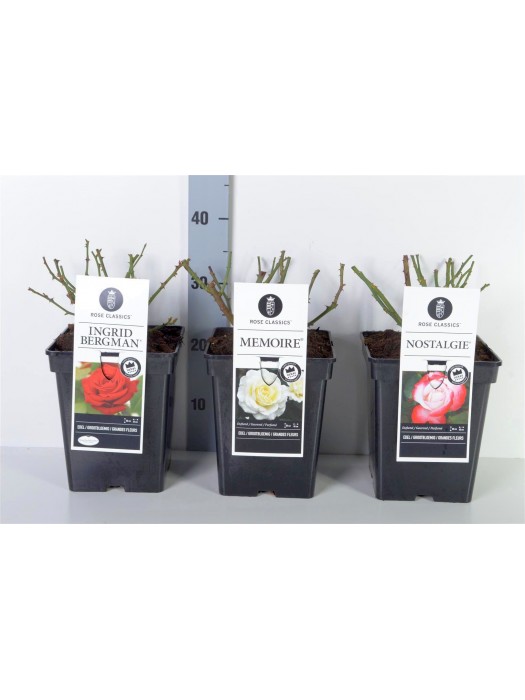 Rožė Mix Big Flowering CC (Lot Rosa Mix Big Flowering CC) C5/P23-ROŽĖS-KRŪMAI