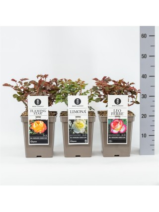 Rožė Mix Big Flowering CC (Lot Rosa Mix Big Flowering CC) C5/P23-ROŽĖS-KRŪMAI
