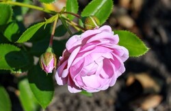 Rožė (F) (Lot Rosa (F)) 'Nautica' C5/P23-ROŽĖS-KRŪMAI