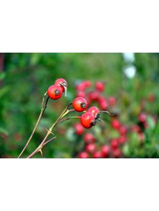 Blizgialapis erškėtis (Lot Rosa nitida) C3/P19-ROŽĖS-KRŪMAI