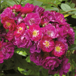 Rožė (Lot Rosa) 'Perrenial Blue' C7,5/P26 KOTAS 110 CM-ROŽĖS-KRŪMAI