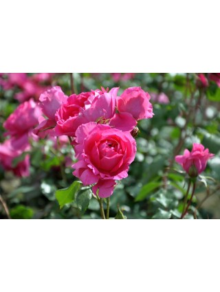 Rožė (K) (Lot Rosa (K)) 'Pink Cloud' C3/P19-ROŽĖS-KRŪMAI