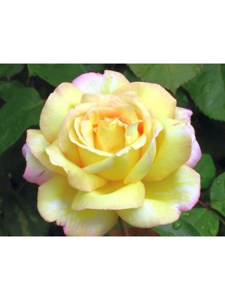 Rožė (T) (Lot Rosa (T)) 'Peace' C3/P19-ROŽĖS-KRŪMAI