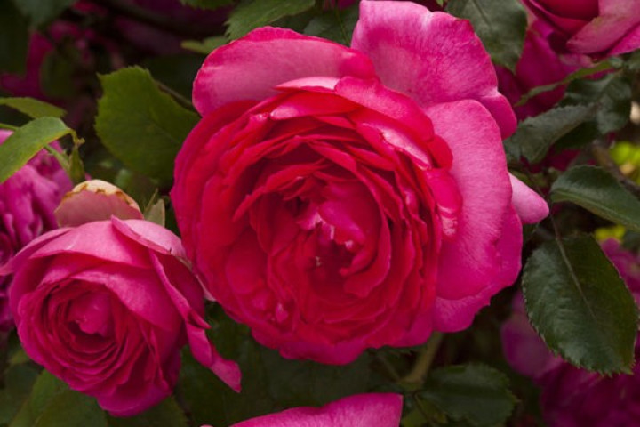 Rožė (T) (Lot Rosa (T)) 'Pink Eden Rose' C5/P23-ROŽĖS-KRŪMAI