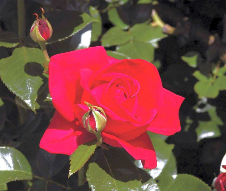 Rožė (Lot Rosa) 'Red Flame' C3/P19-ROŽĖS-KRŪMAI