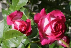 Rožė (T) Rose Gaujard (Lot Rosa (T) Rose Gaujard) C3/P19-ROŽĖS-KRŪMAI