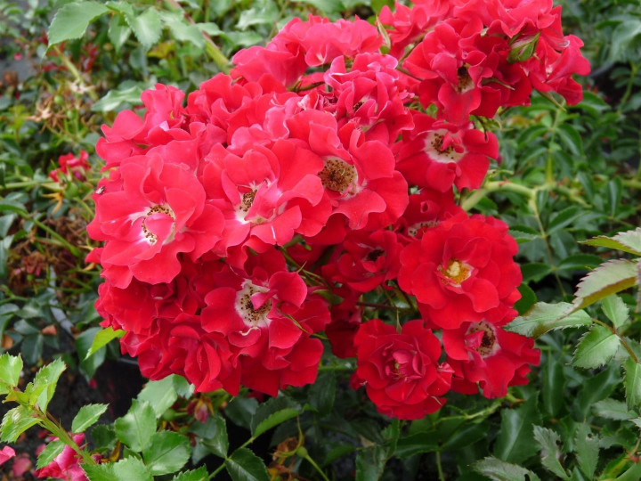 Rožė (K) (Lot Rosa (K)) 'Ramling Rosie' C7,5/P26 KOTAS 110 CM-ROŽĖS-KRŪMAI