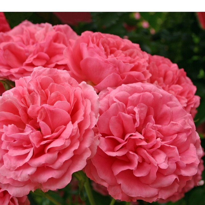 Rožė (K) Rožėrium Uetersen (Lot Rosa (K) Rosarium Uetersen) C7,5/P26 KOTAS 110 CM-ROŽĖS-KRŪMAI