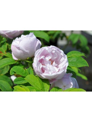 Rožė (H) (Lot Rosa (H)) 'Schneekoppe' C3/P19-ROŽĖS-KRŪMAI