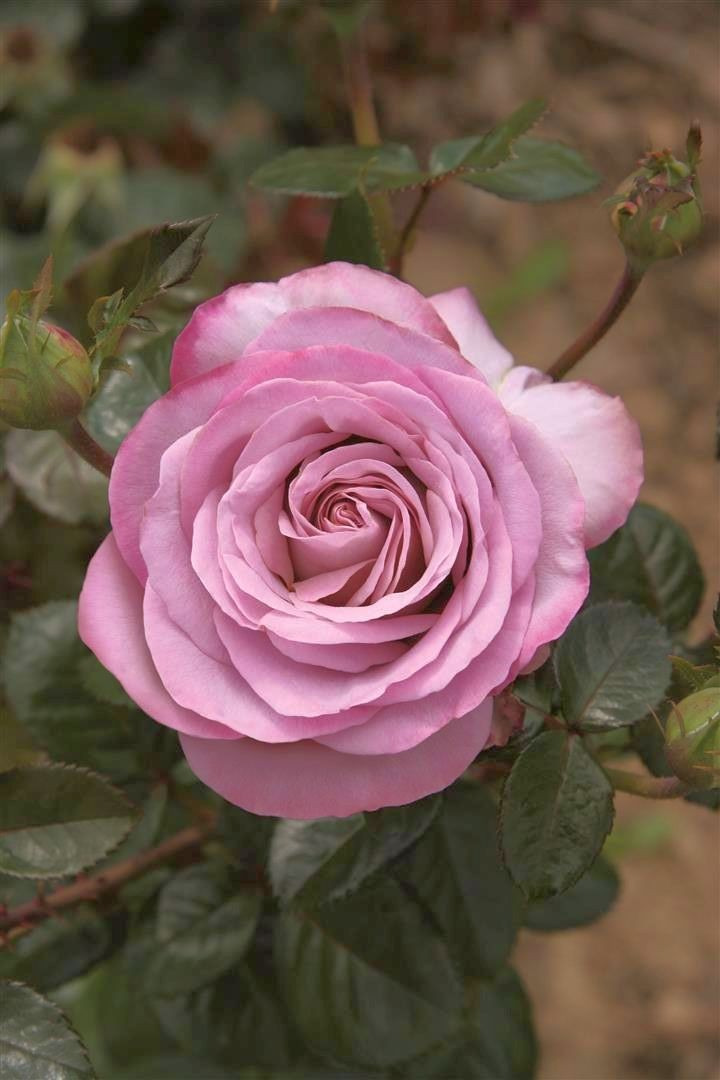 Rožė (Lot Rosa) 'Blue Girl' C7,5/P26 KOTAS 70 CM PDN-ROŽĖS-KRŪMAI