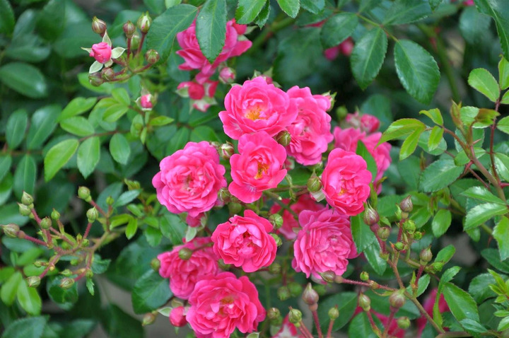 Rožė (PA) s. (Lot Rosa (PA) s.'Lovely Fairy') 'Lovely Fairy' C7,5/P26 KOTAS 70 CM-ROŽĖS-KRŪMAI