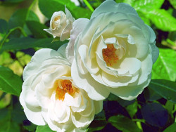Rožė (F) Schneewittchen (Lot Rosa (F) Schneewittchen) C5/P23-ROŽĖS-KRŪMAI
