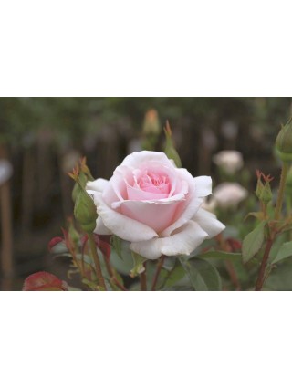 Rožė (Lot Rosa) 'Whiter Shade of Pale' C5/P23 30-50 CM (PDN)-ROŽĖS-KRŪMAI