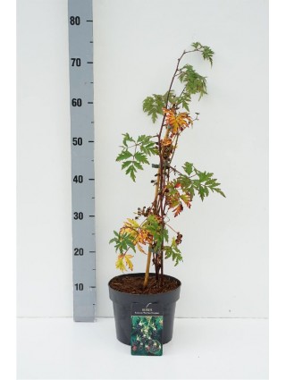 Gervuogė (Lot Rubus frut.) 'Thornless Evergreen' C3/P19 40-50 CM-GERVUOGĖS-VAISMEDŽIAI - VAISKRŪMIAI