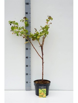 Avietė remontantinė (Lot Rubus idaeus) 'Allgold' C3/P19 40-50 CM-AVIETĖS-VAISMEDŽIAI - VAISKRŪMIAI