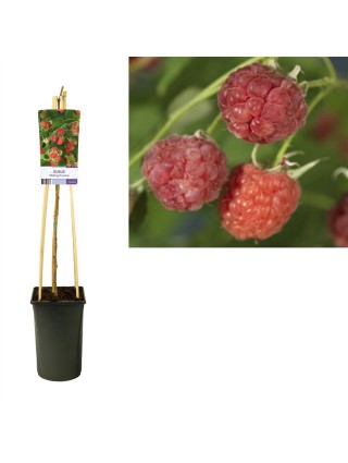 Avietė remontantinė (Lot Rubus idaeus) 'Malling Promise' C2,5 70 CM 4 ST(SP)-AVIETĖS-VAISMEDŽIAI - VAISKRŪMIAI