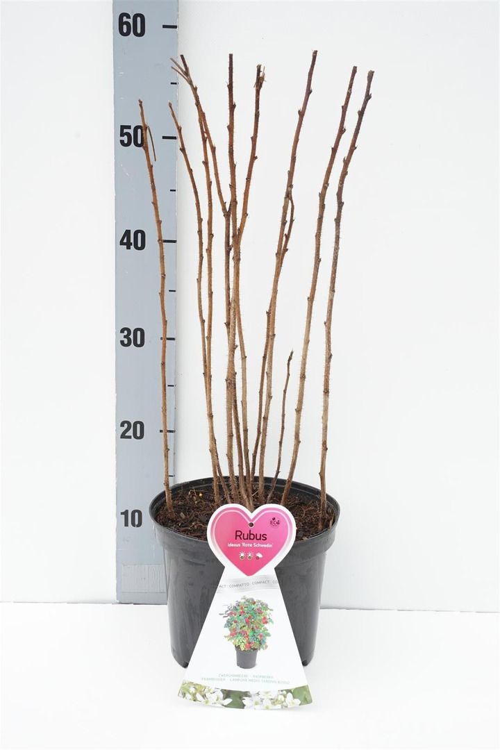 Gervuogė ideaus (Lot Rubus ideaus) 'Rote Schwedin' C3/P19 KRŪMAS-GERVUOGĖS-VAISMEDŽIAI - VAISKRŪMIAI