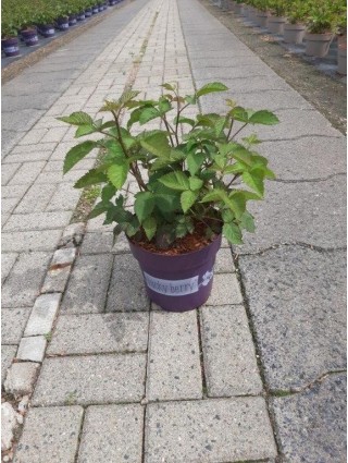 Gervuogė Luckyberry® Blackberry (Lot Rubus Luckyberry® Blackberry) C6,5/P24 30-40 CM-GERVUOGĖS-VAISMEDŽIAI - VAISKRŪMIAI