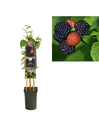 Gervuogė occ. (Lot Rubus occ.) 'Black Jewel' C2,5 70 CM 4 ST(SP)-GERVUOGĖS-VAISMEDŽIAI - VAISKRŪMIAI