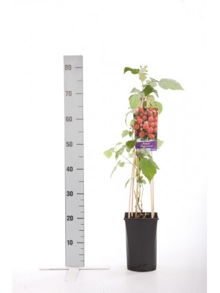 Raudondyglė avietė (Lot Rubus phoenicolasius) C2,5 70 CM 4 ST(SP)-AVIETĖS-VAISMEDŽIAI - VAISKRŪMIAI