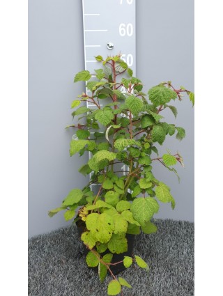 Raudondyglė avietė (Lot Rubus phoenicolasius) C3/P19 30-40 CM-AVIETĖS-VAISMEDŽIAI - VAISKRŪMIAI